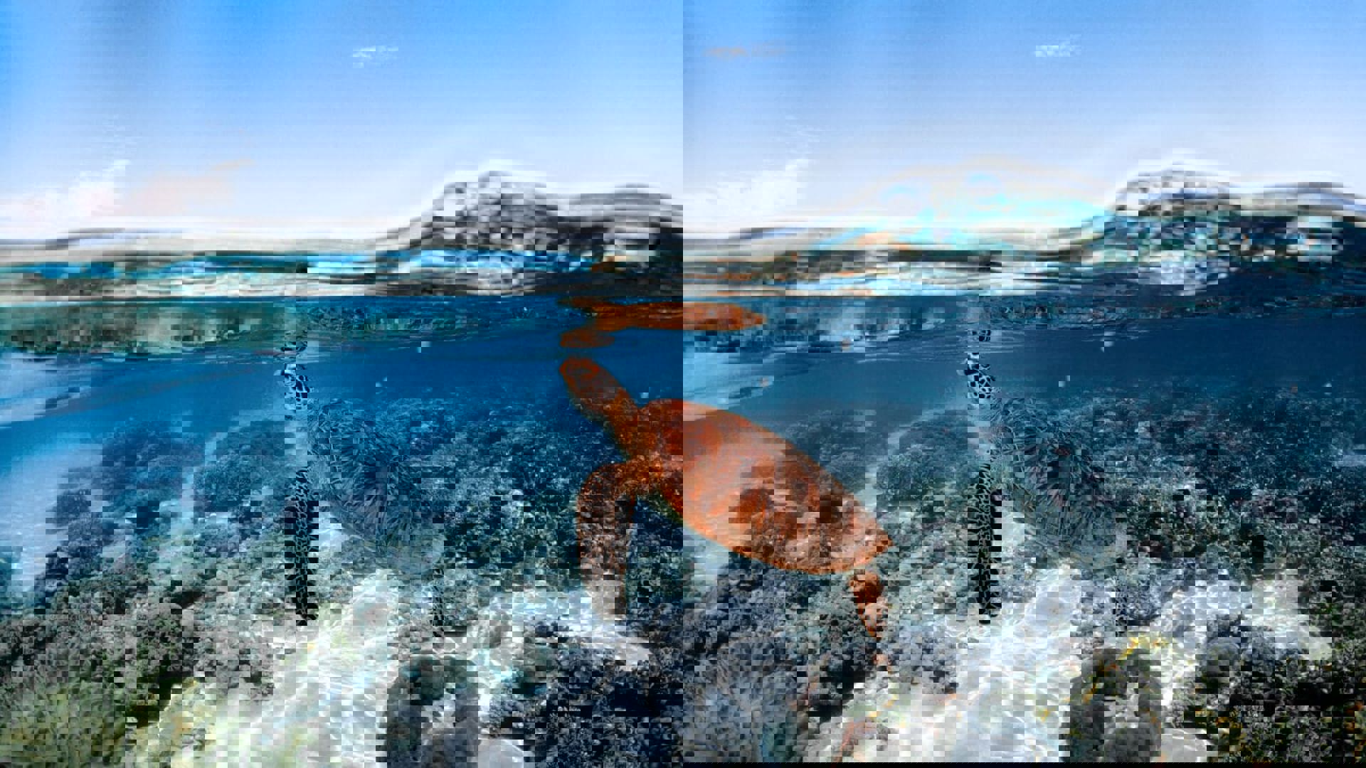 A turtle in Mackay Cay. Image Credit: Sailaway