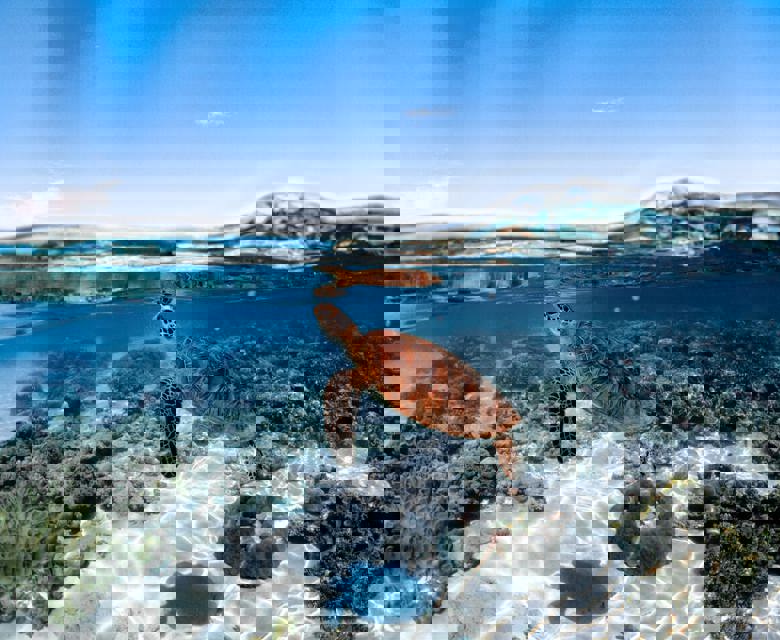 Sailaway - turtle 1