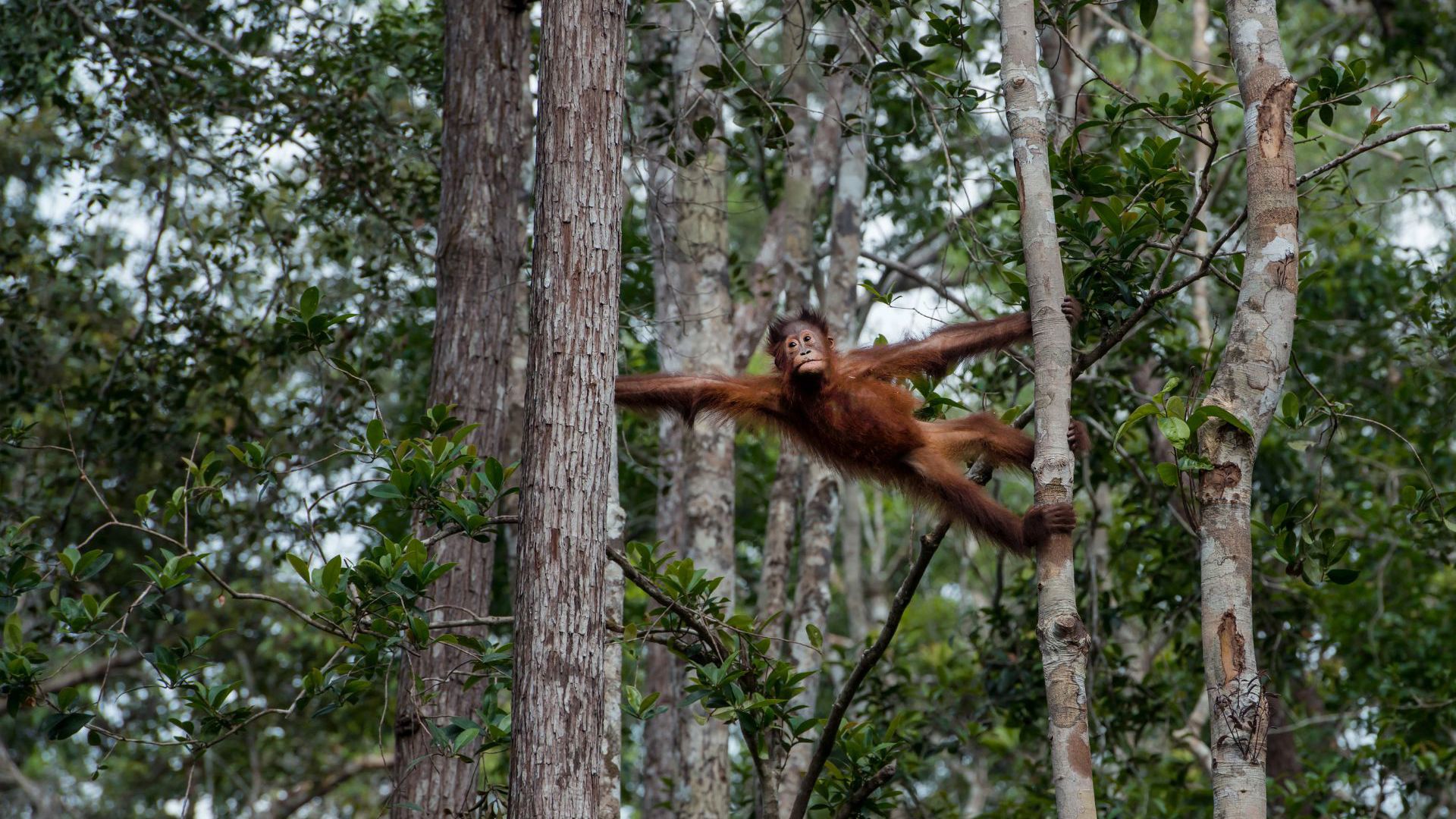 Authentic Borneo with Adventure World