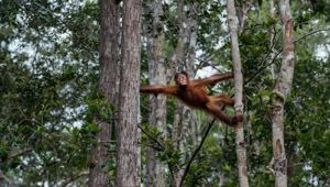 Authentic Borneo with Adventure World