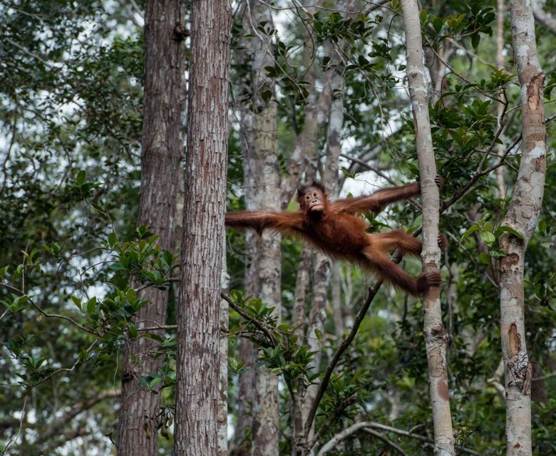 Authentic Borneo with Adventure World