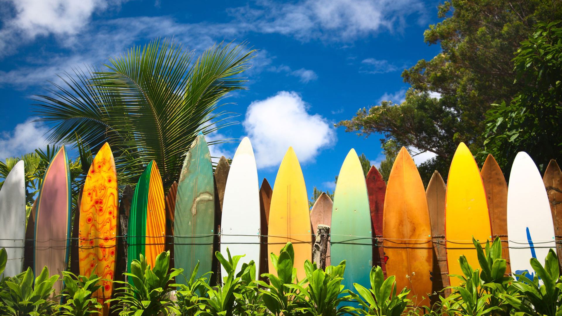 Hawaii Maui Surfboards - Image credit: Getty Images