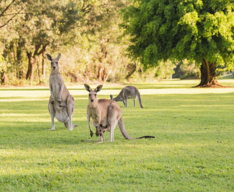 Senses Noosa North Shore - wildlife