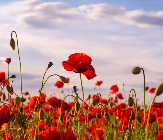 ANZAC Day Poppy Field