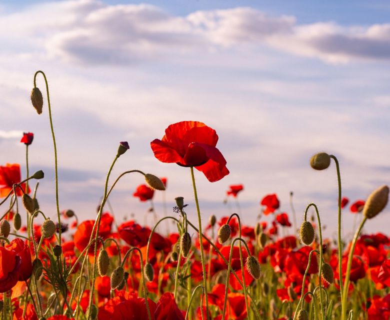 ANZAC Day Poppy Field