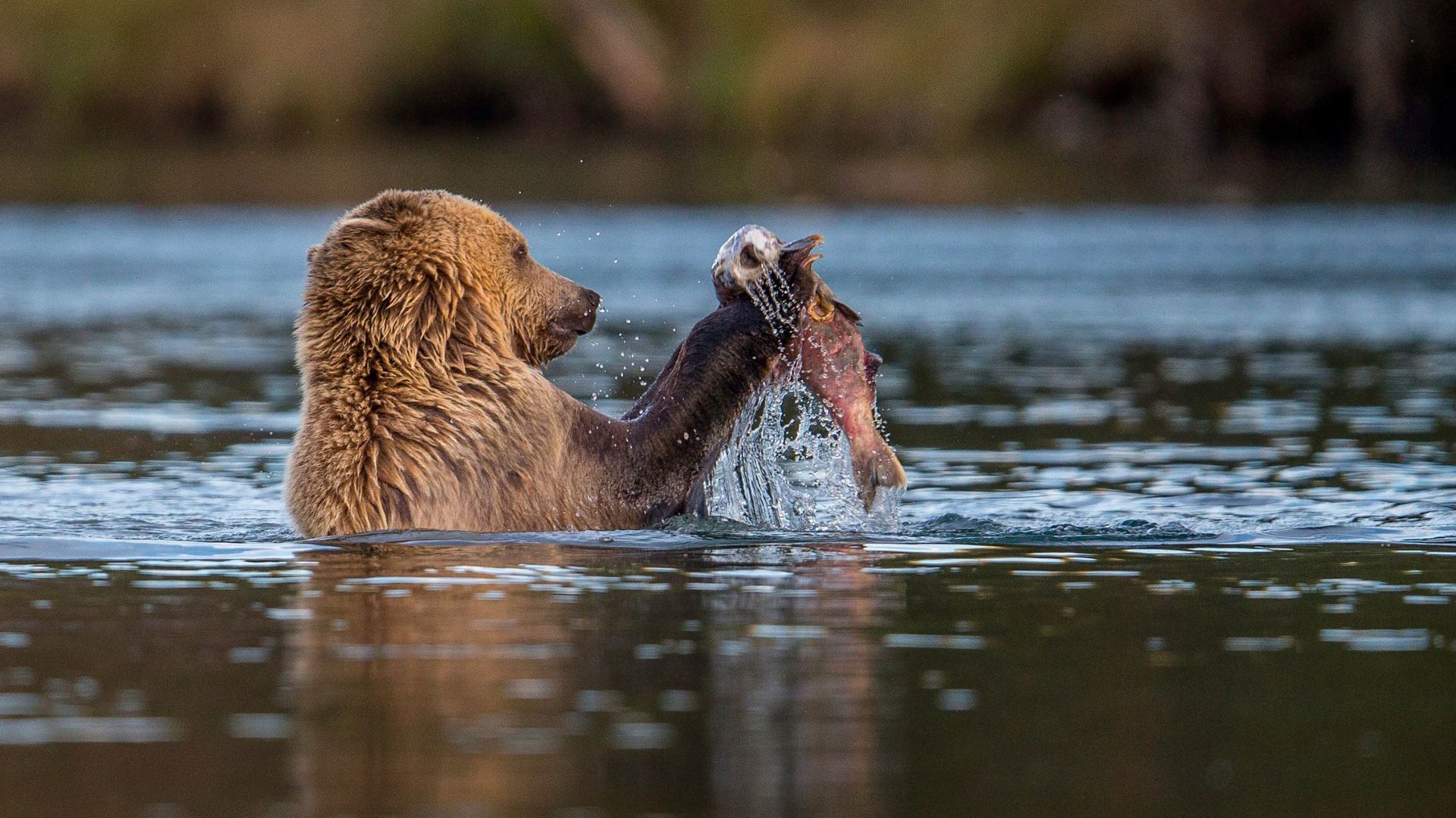 A Canadian bear catching a fish - Image credit: Getty Images
