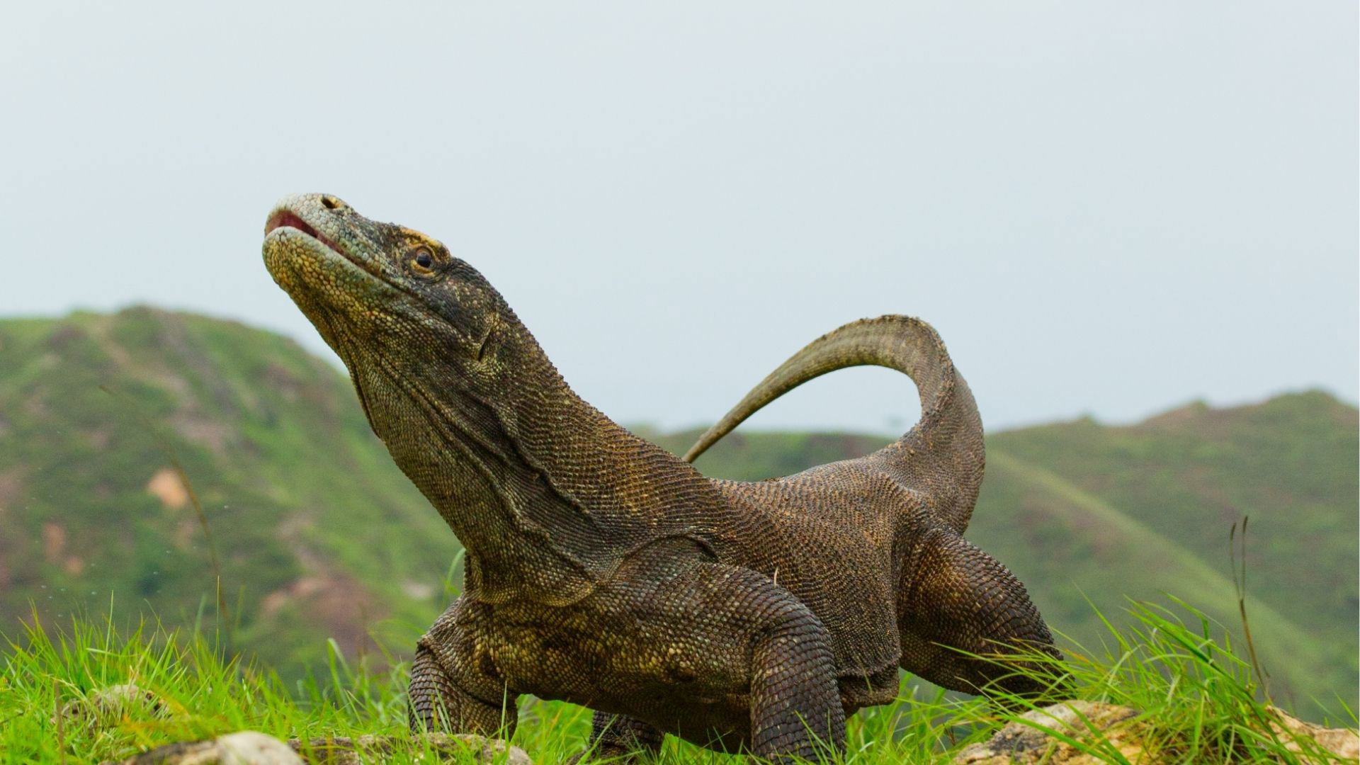Komodo