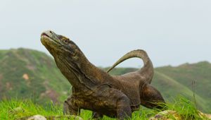 Komodo