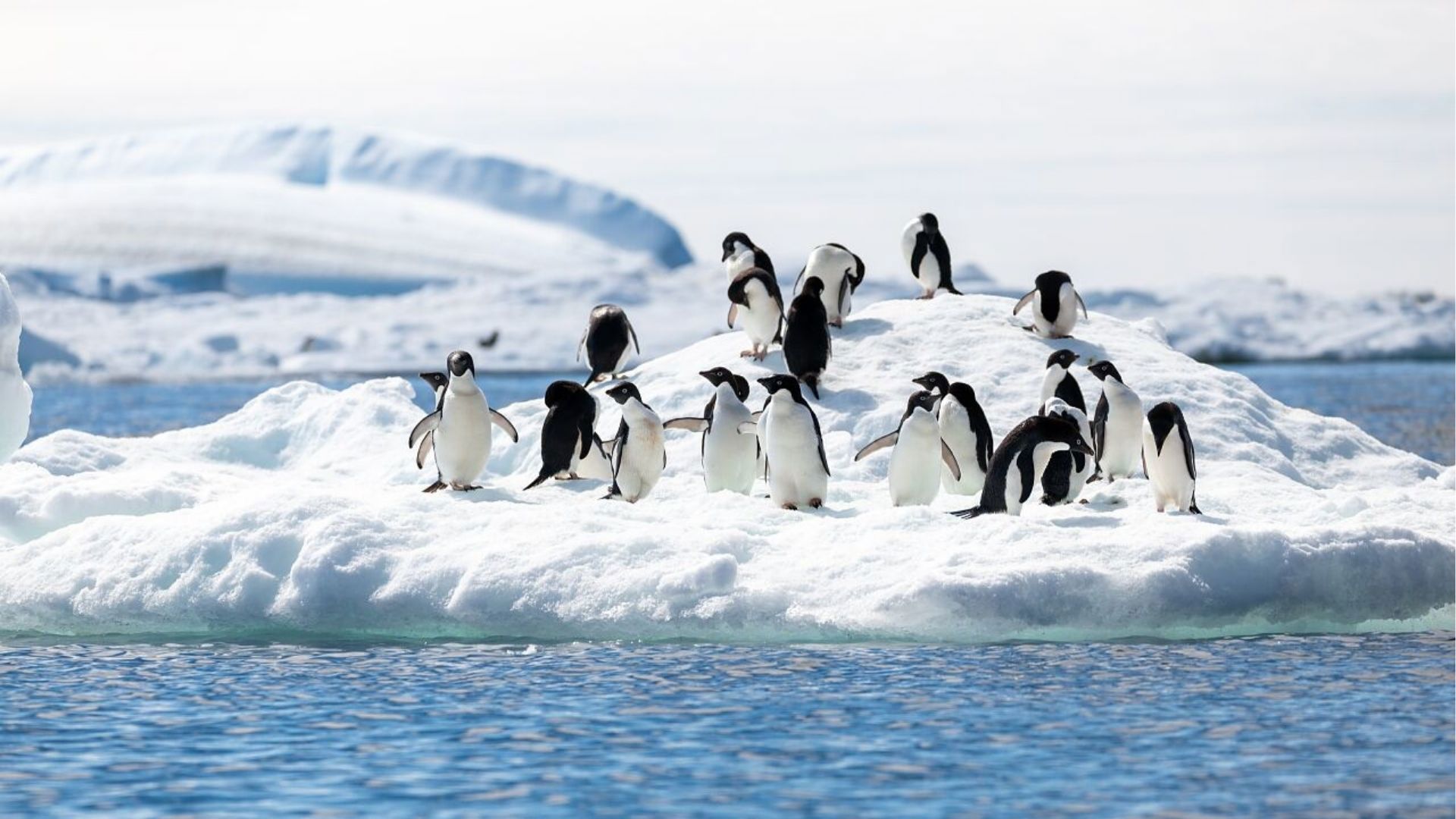 Antarctica Penguins
