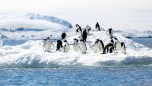 Antarctica Penguins