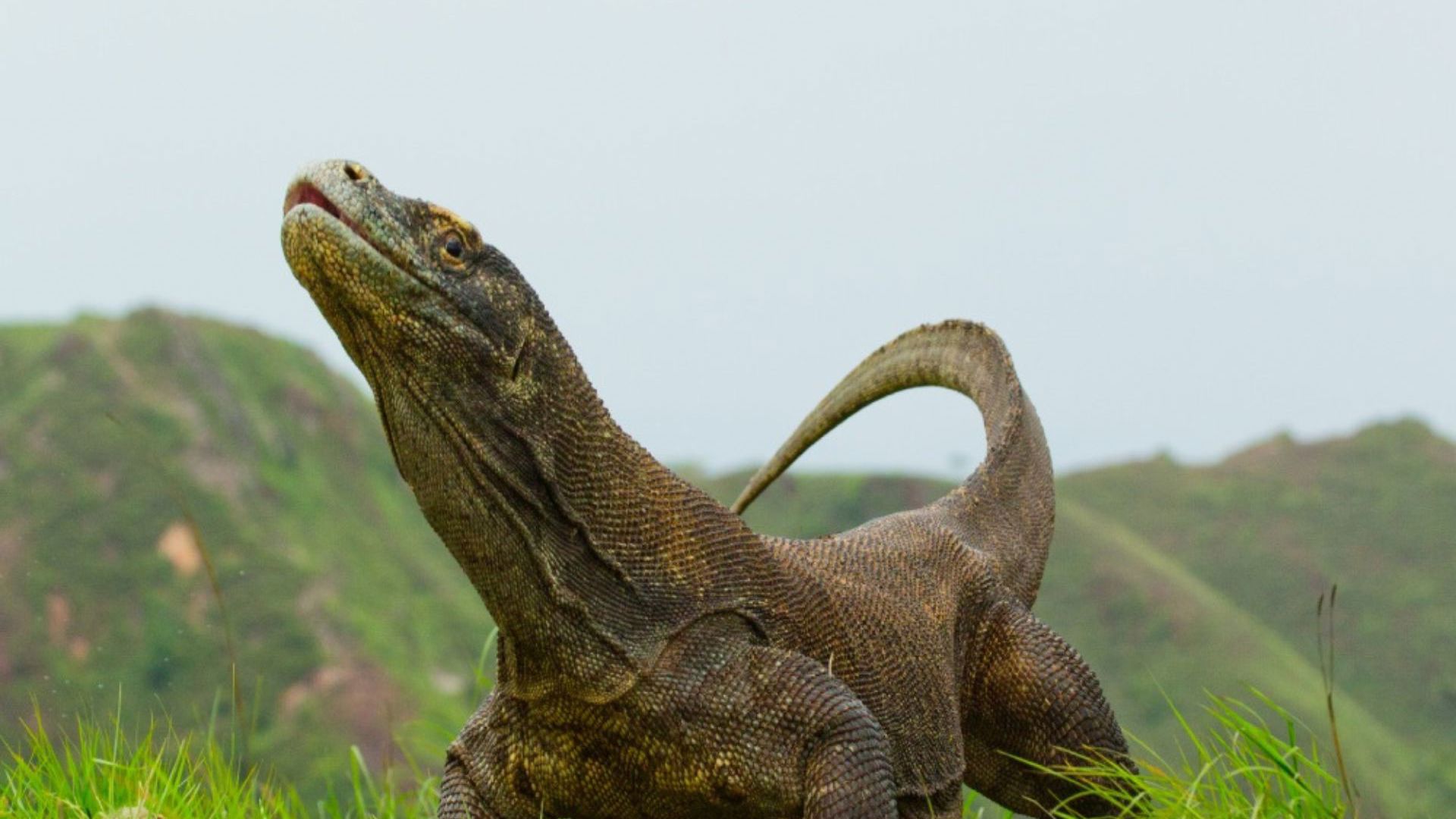 Komodo Dragon