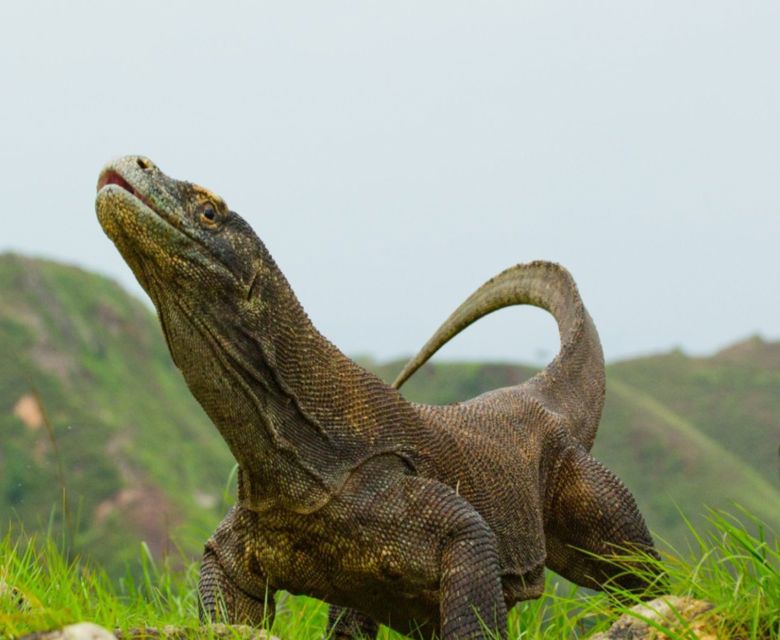 Komodo Dragon