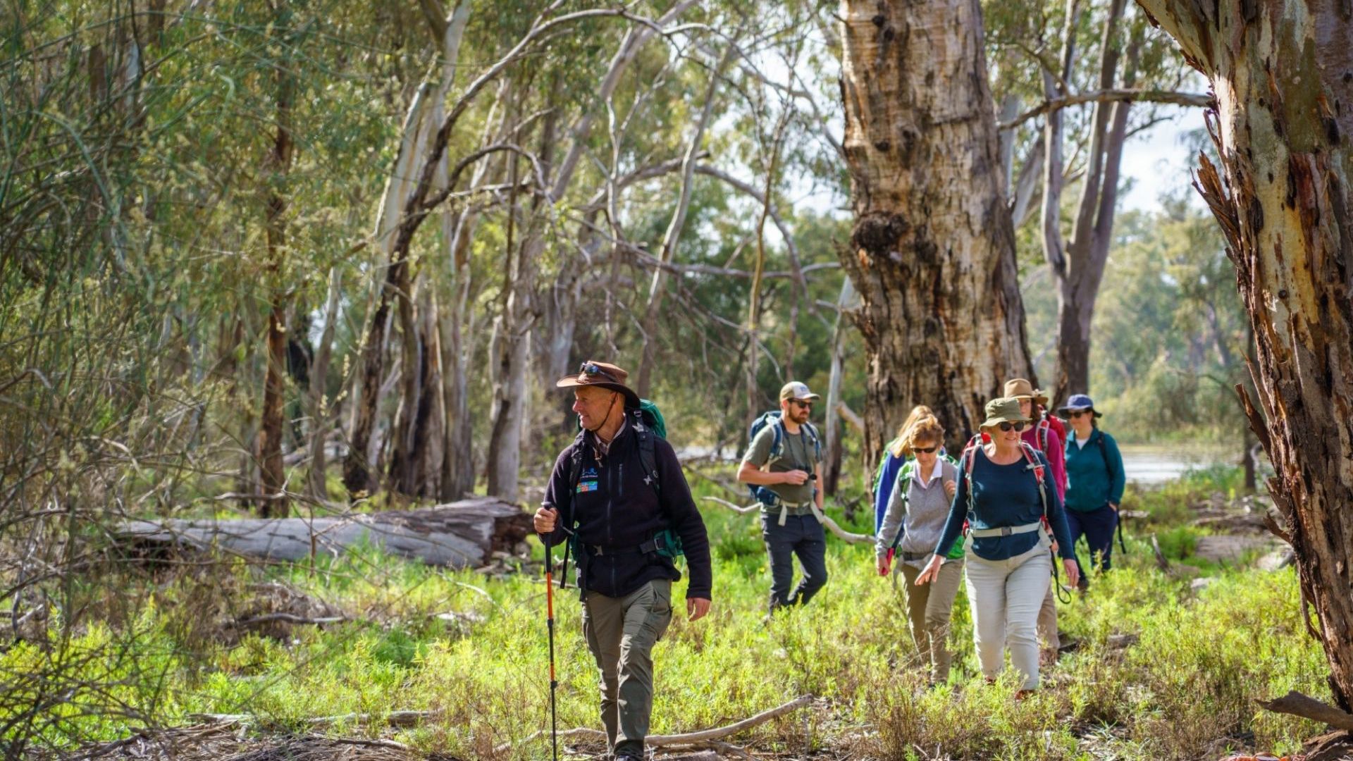River Red Gums 01 CR Murray River Trails