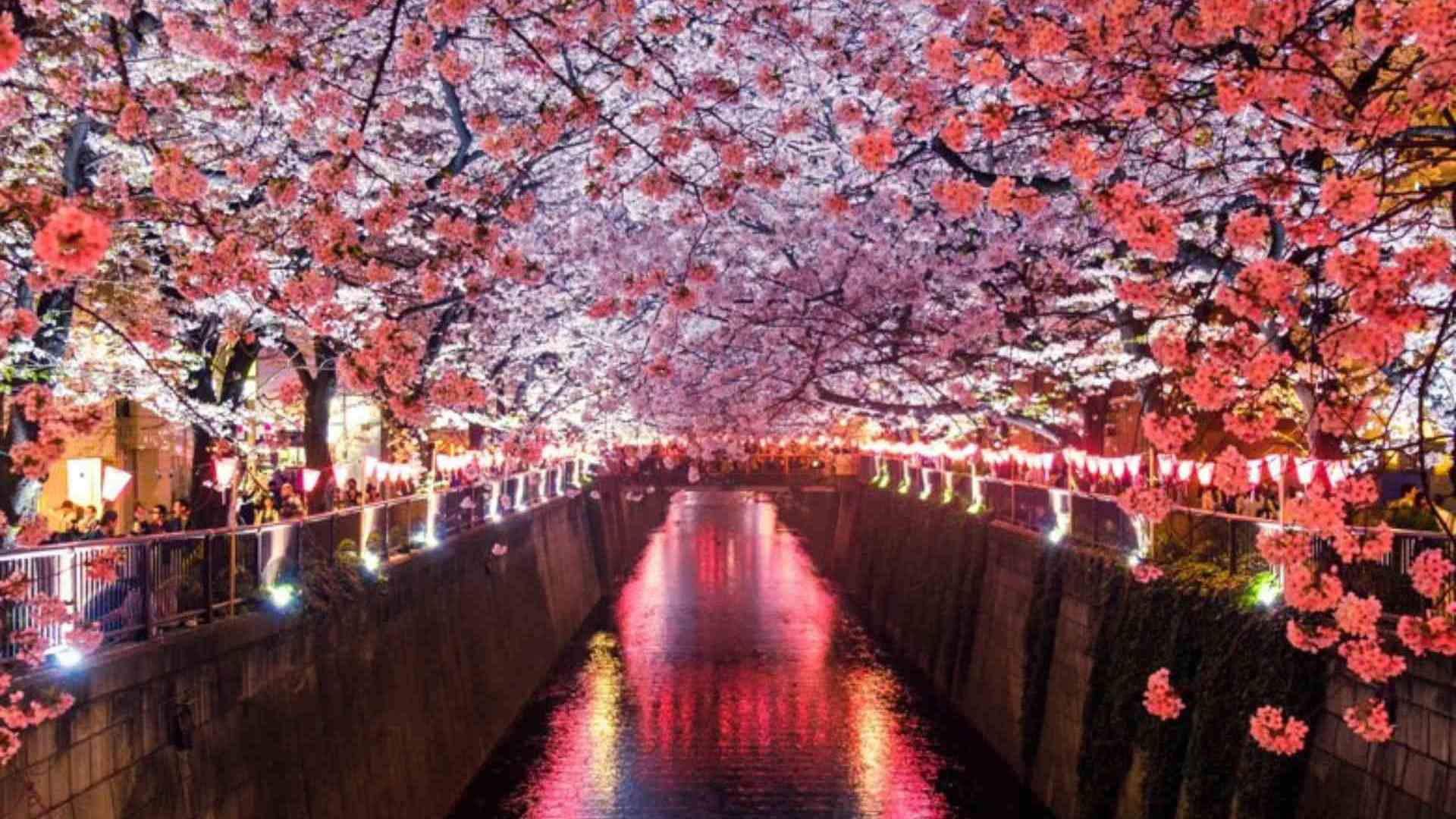 Cherry blossoms in Japan