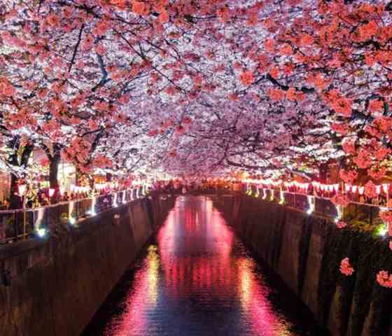 Cherry blossoms in Japan