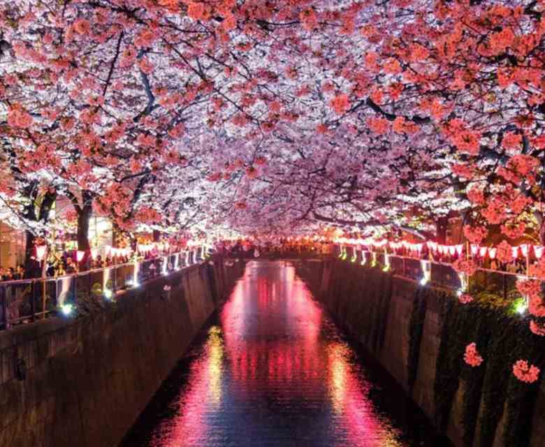 Cherry blossoms in Japan