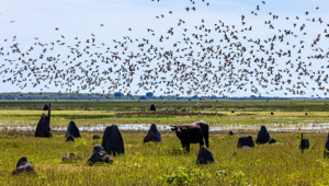 132926 56 Floodplain Bamurru CREDIT Tourism NT