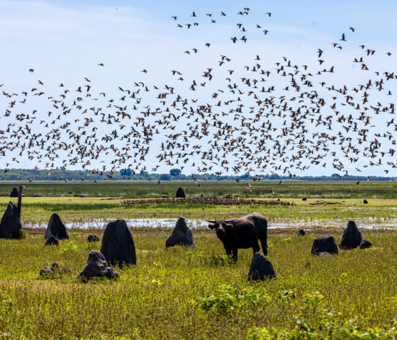 132926 56 Floodplain Bamurru CREDIT Tourism NT