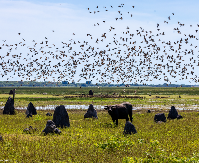 132926 56 Floodplain Bamurru CREDIT Tourism NT