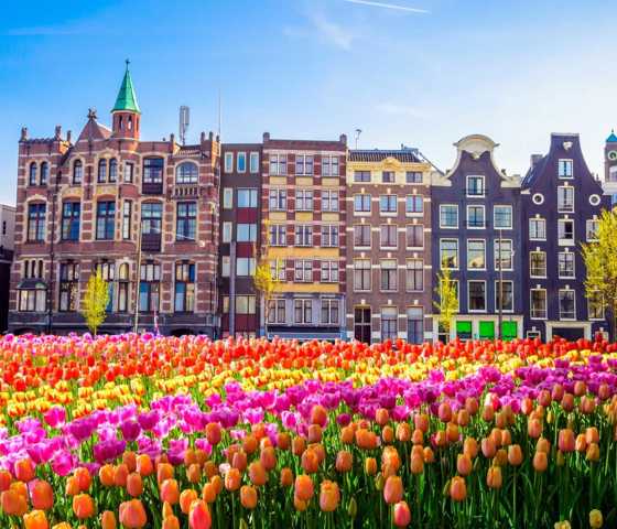 Netherlands Amsterdam Buildings Tulips