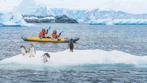 Antarctica - Cuverville Island