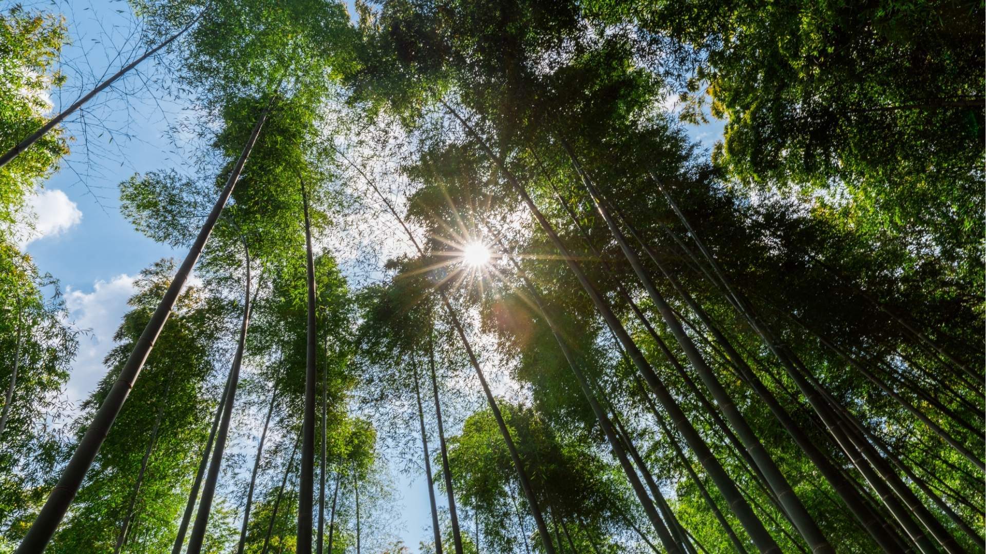Kyoto, Arashiyama Bamboo Forest