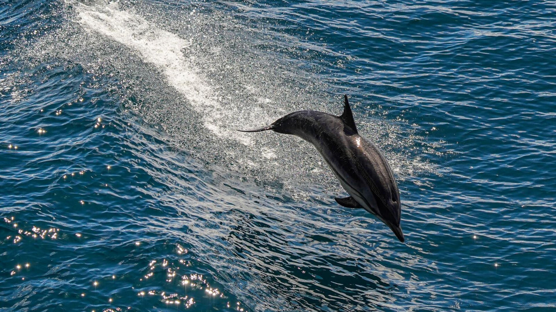 New Zealand - Dolphin