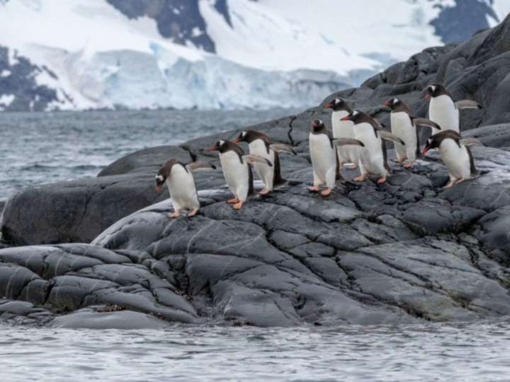 Penguins Paradise Bay Antarctica