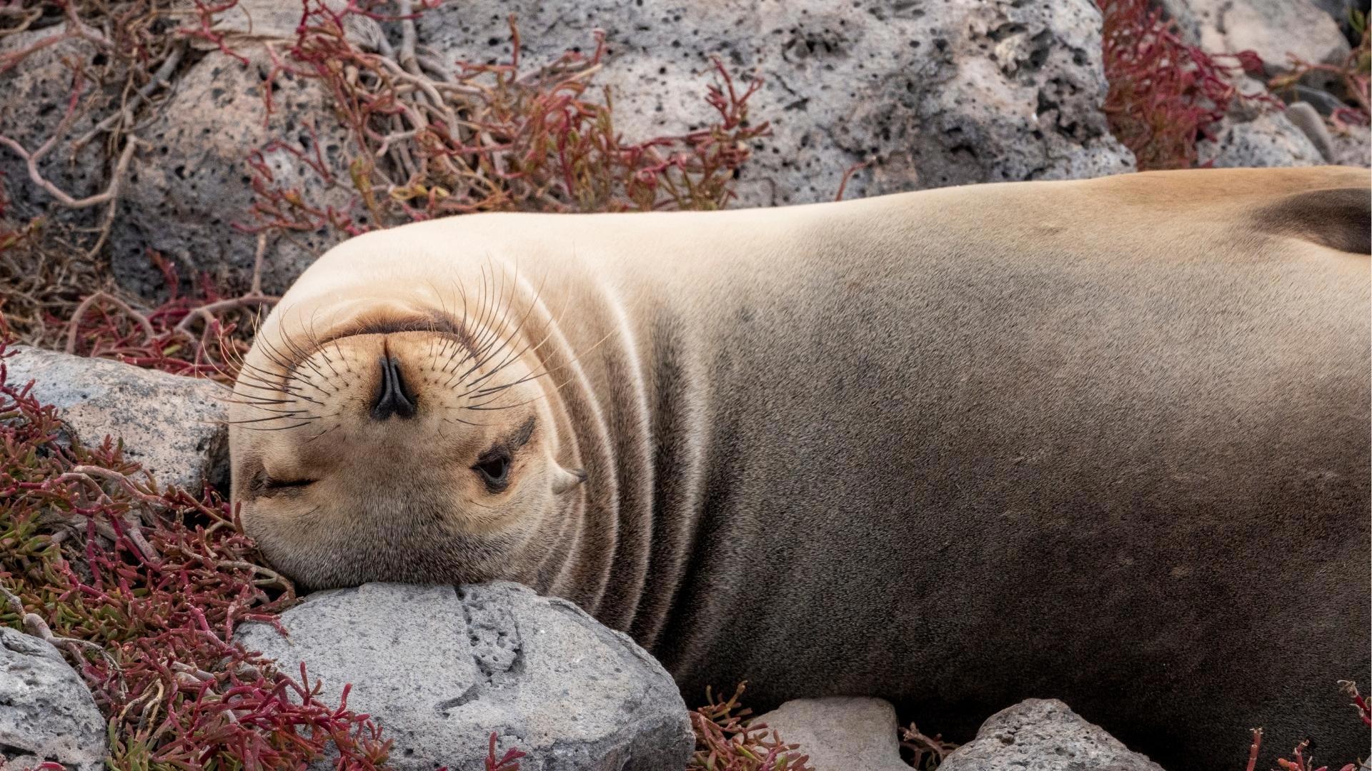 South Plaza, Sea Lion