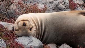 South Plaza, Sea Lion