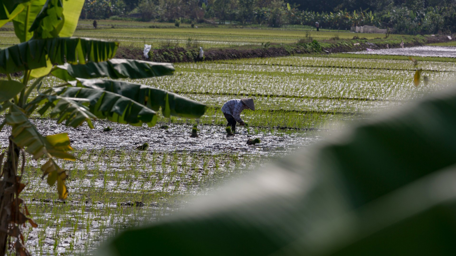 A rice farmer in Vietnam. Image credit: Getty Images/Marc Hastenteufel