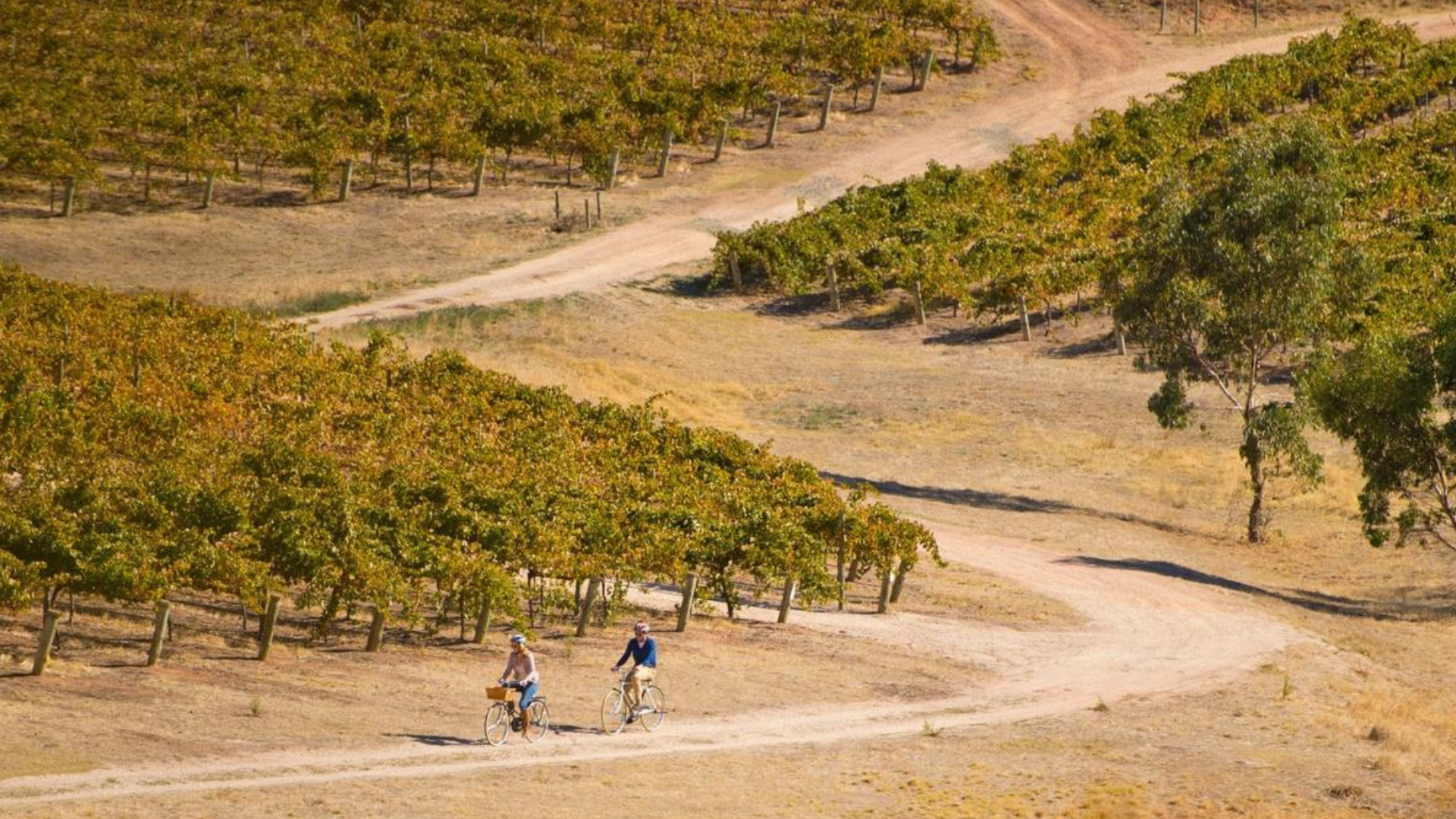 South Australia CR SATC Adam Bruzonne