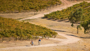 South Australia CR SATC Adam Bruzonne