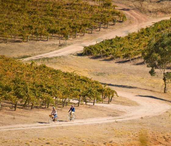 South Australia CR SATC Adam Bruzonne