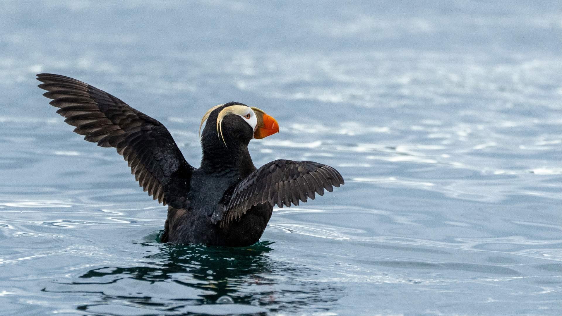 Inian Islands Alaska Tufted Puffin