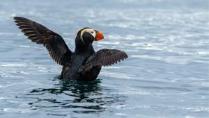 Inian Islands Alaska Tufted Puffin