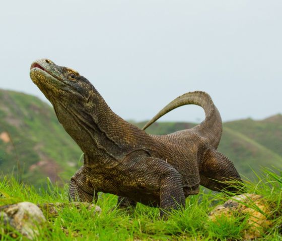 Komodo