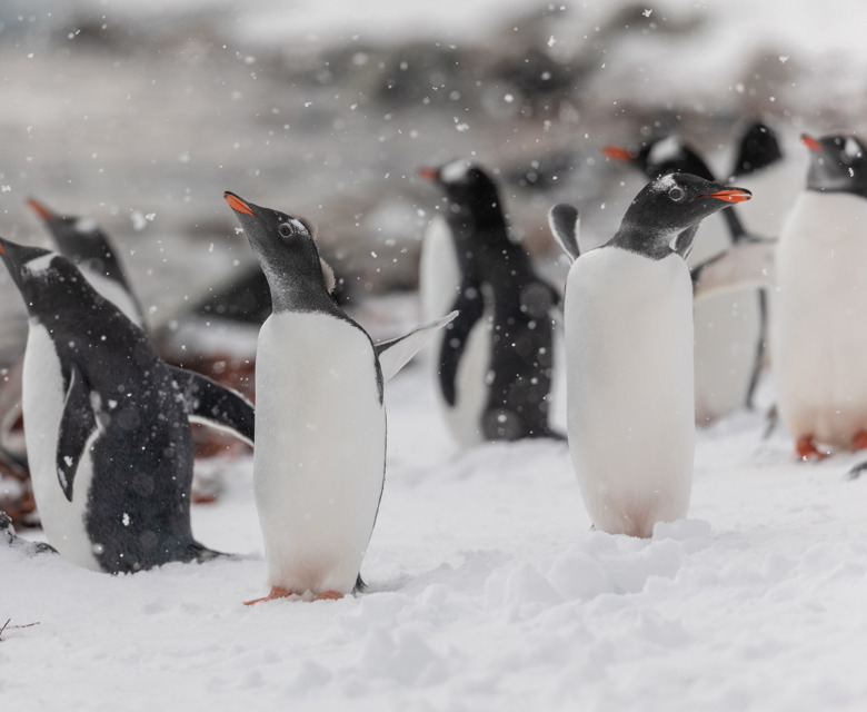 Cuverville Island Antarctica 