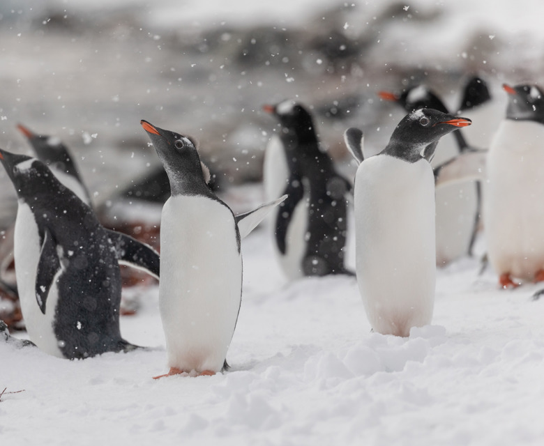 Cuverville Island Antarctica