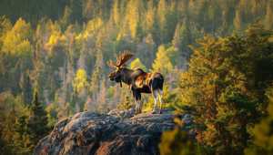 Alaskan Moose