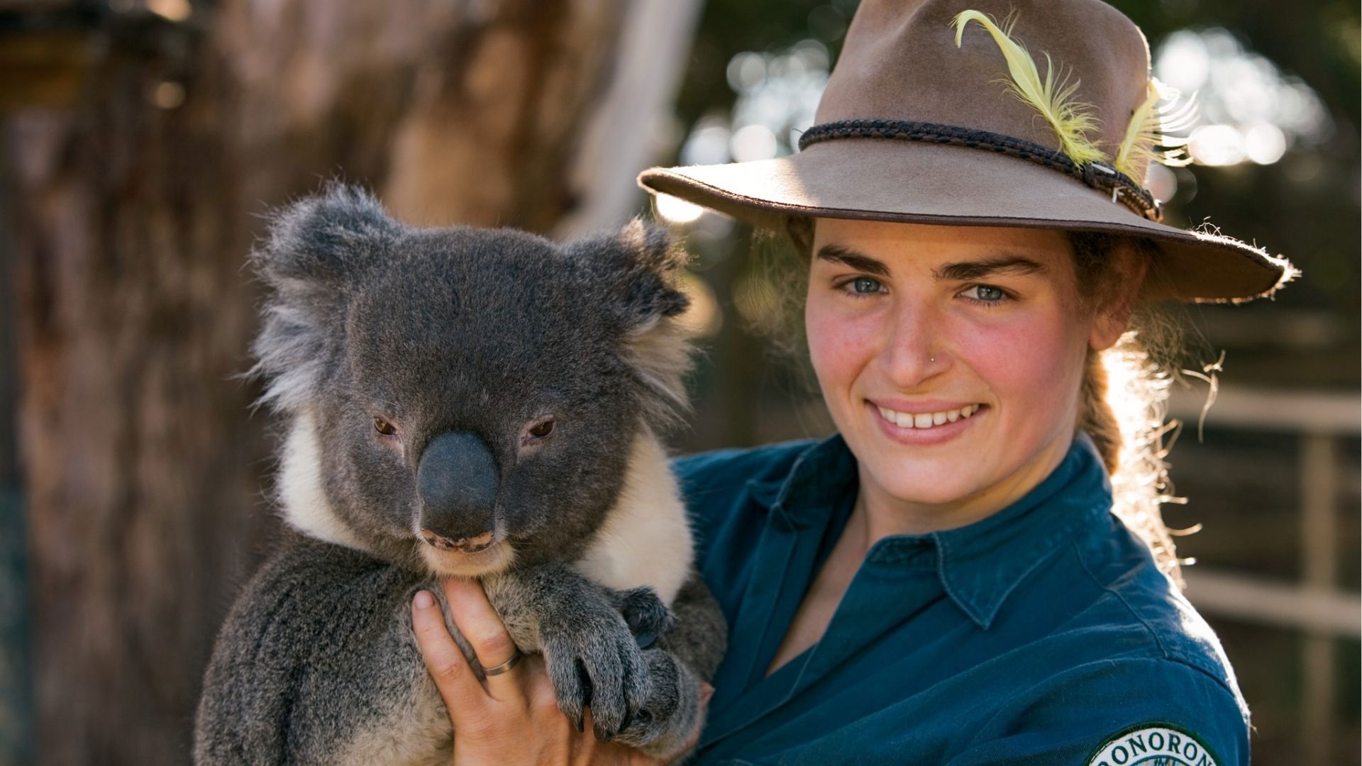 Park ranger with a koala