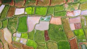 Ricefields Vietnam